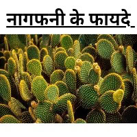 Nagfani ke fayde