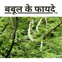 Acacia in hindi