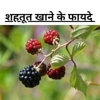 Shahtoot khane ke fayde