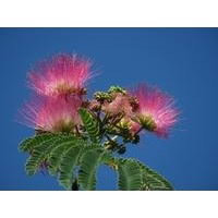 Albizia lebbeck in hindi