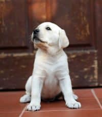 A Yellow Lab puppy sitting in front of a large wooden door