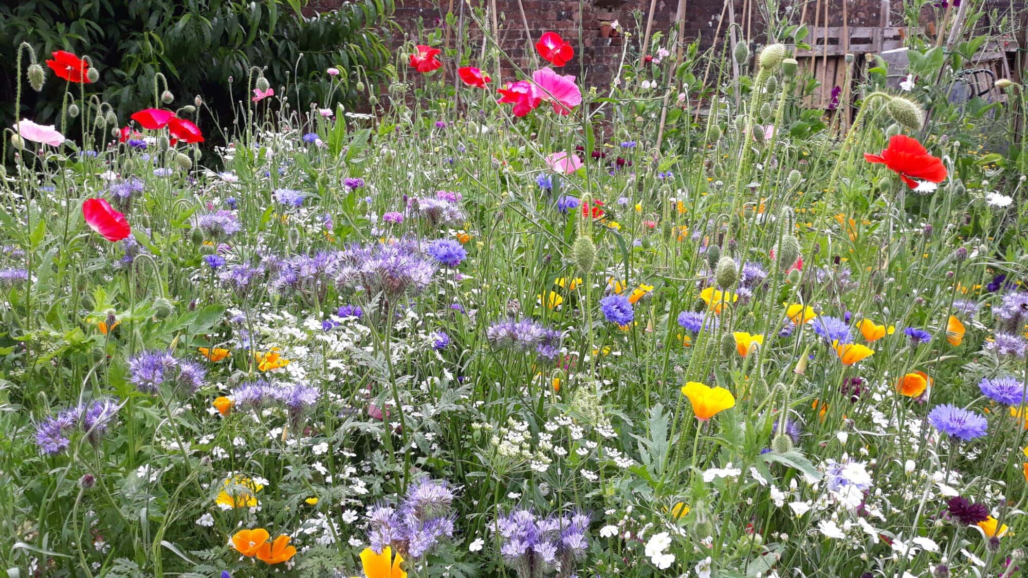 Museum Garden Pictorial Meadow July 2020 1