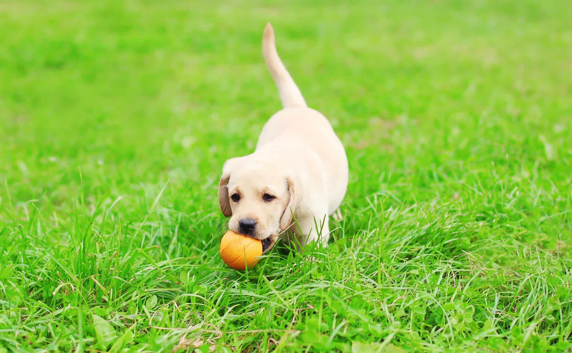 Lab puppy playing ball on lush grass