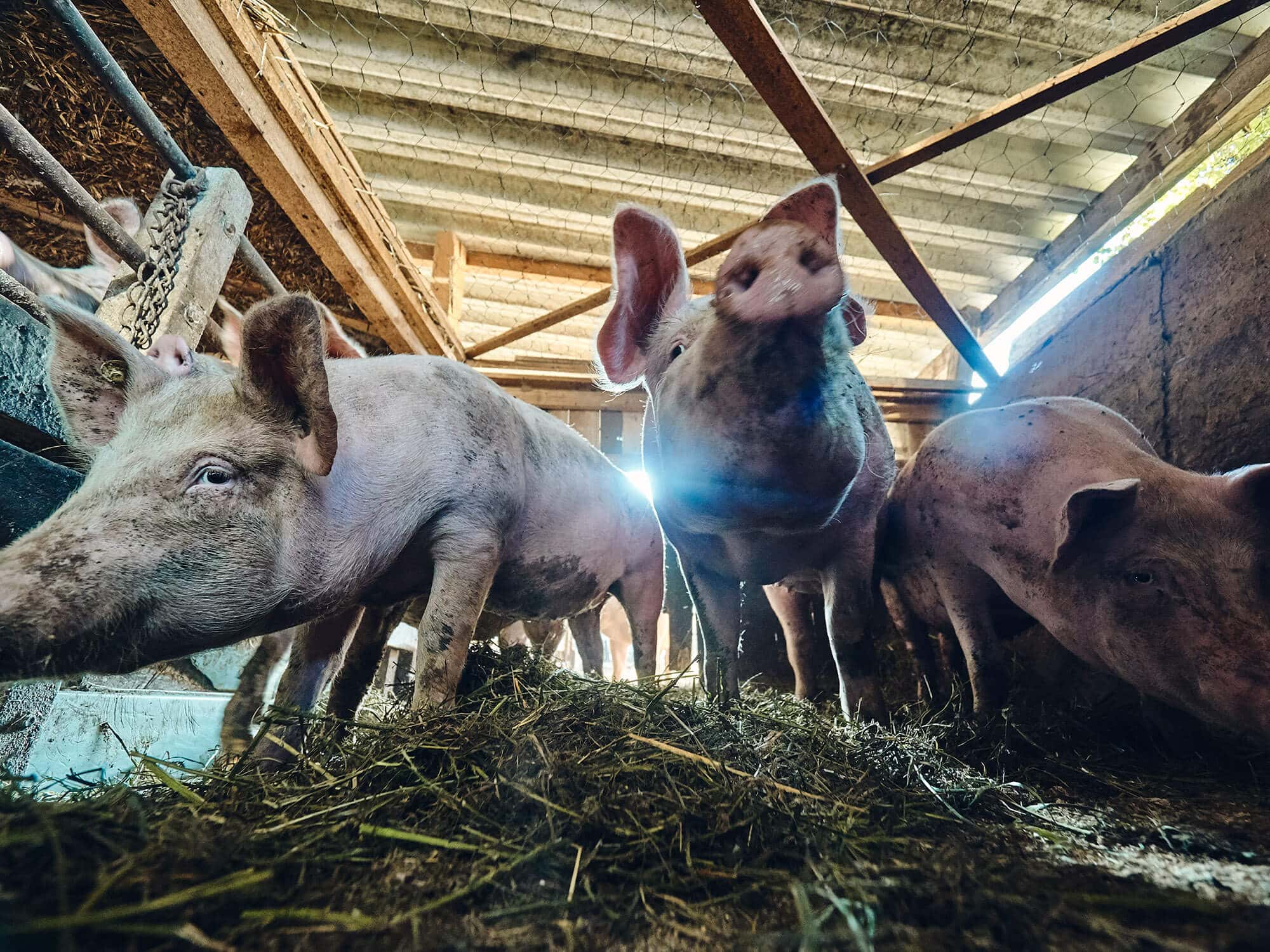 Schwäbisch-Hällisches Landschwein vom Bioland-Bauernhof Fetz