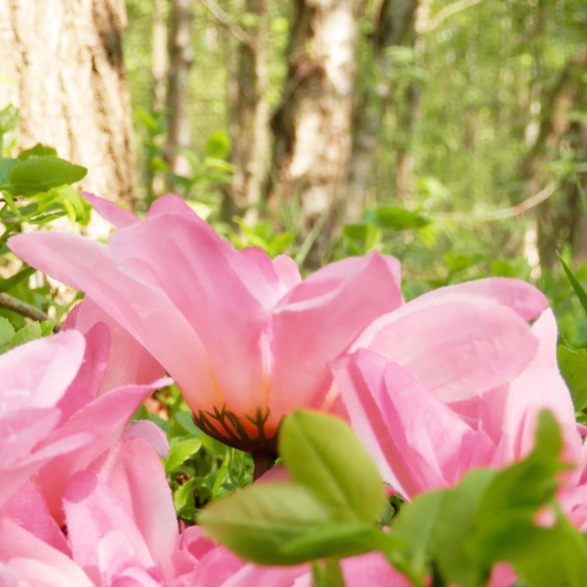 The Editions – The Flowers