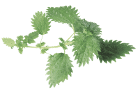 fresh stinging nettle leaf (urtica dioica)