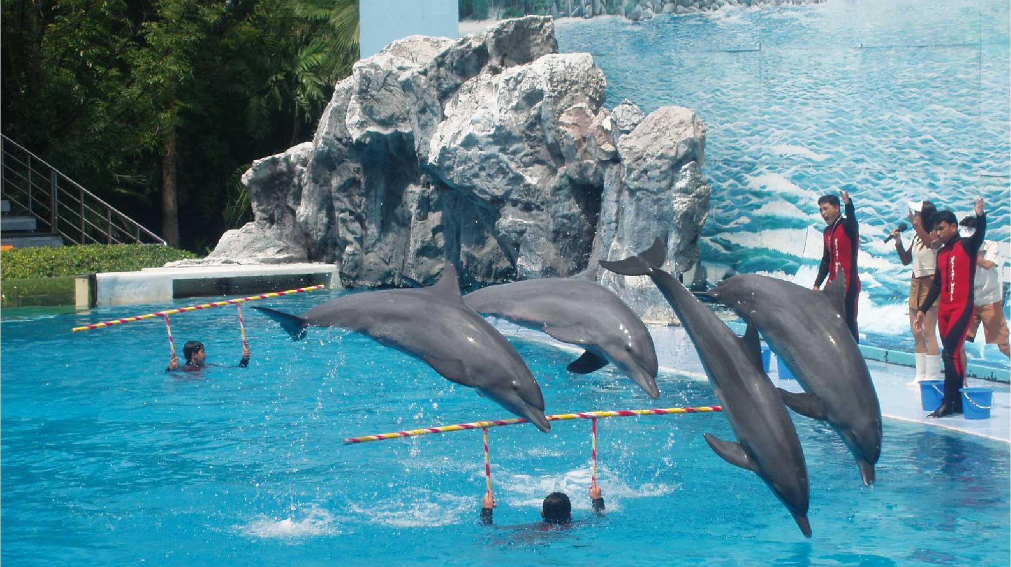 Dolphin World Pattaya
