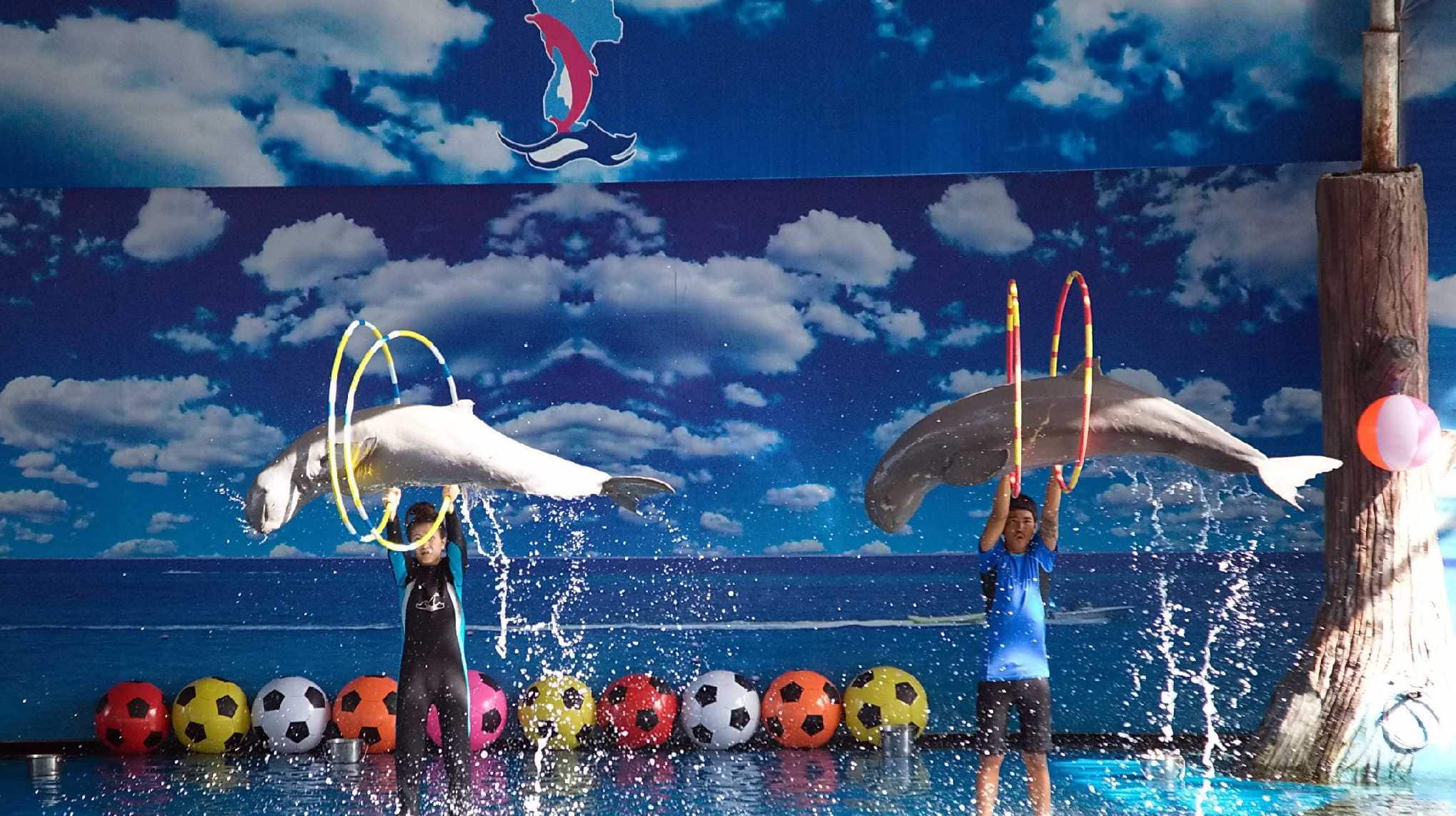 Dolphin World Pattaya