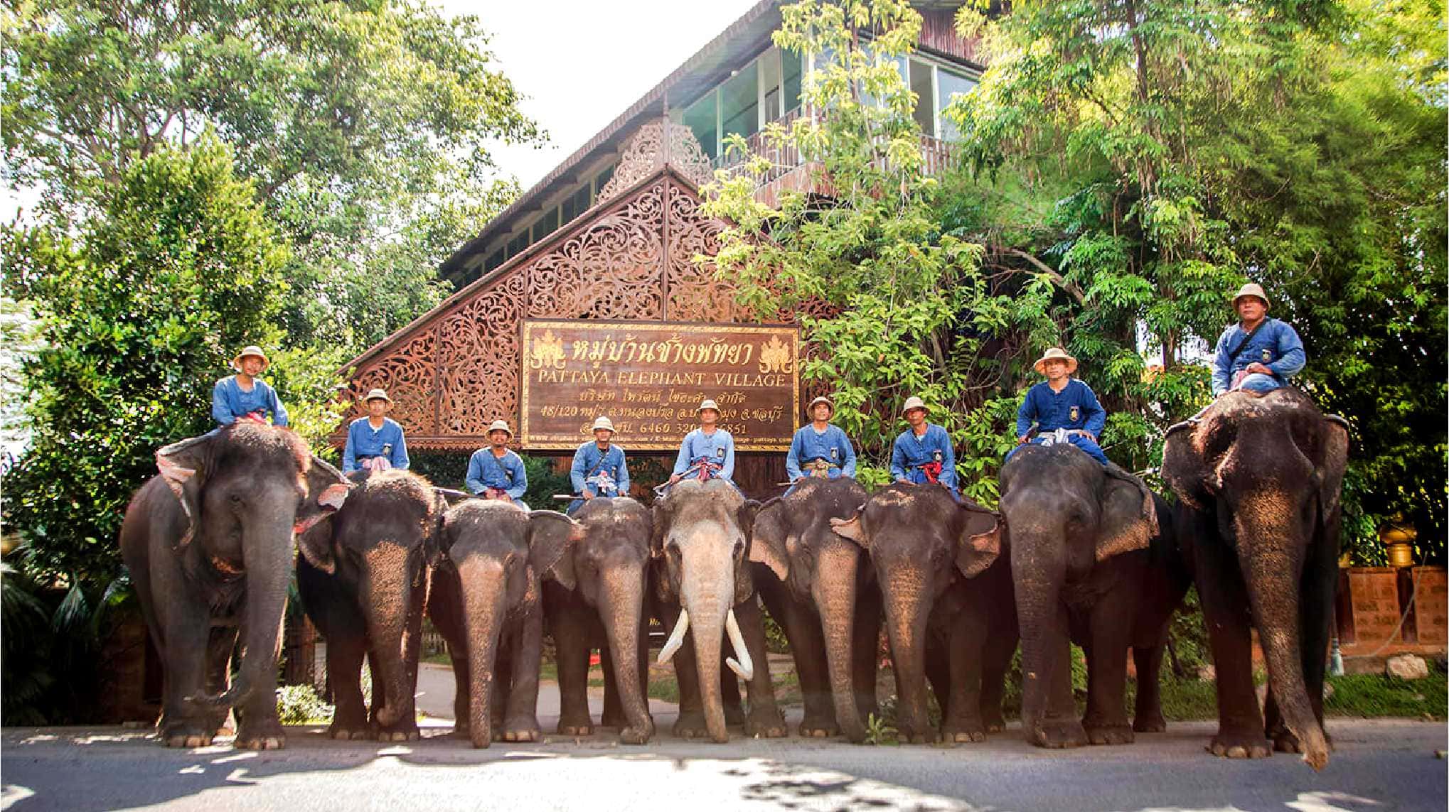 Pattaya Elephant Village