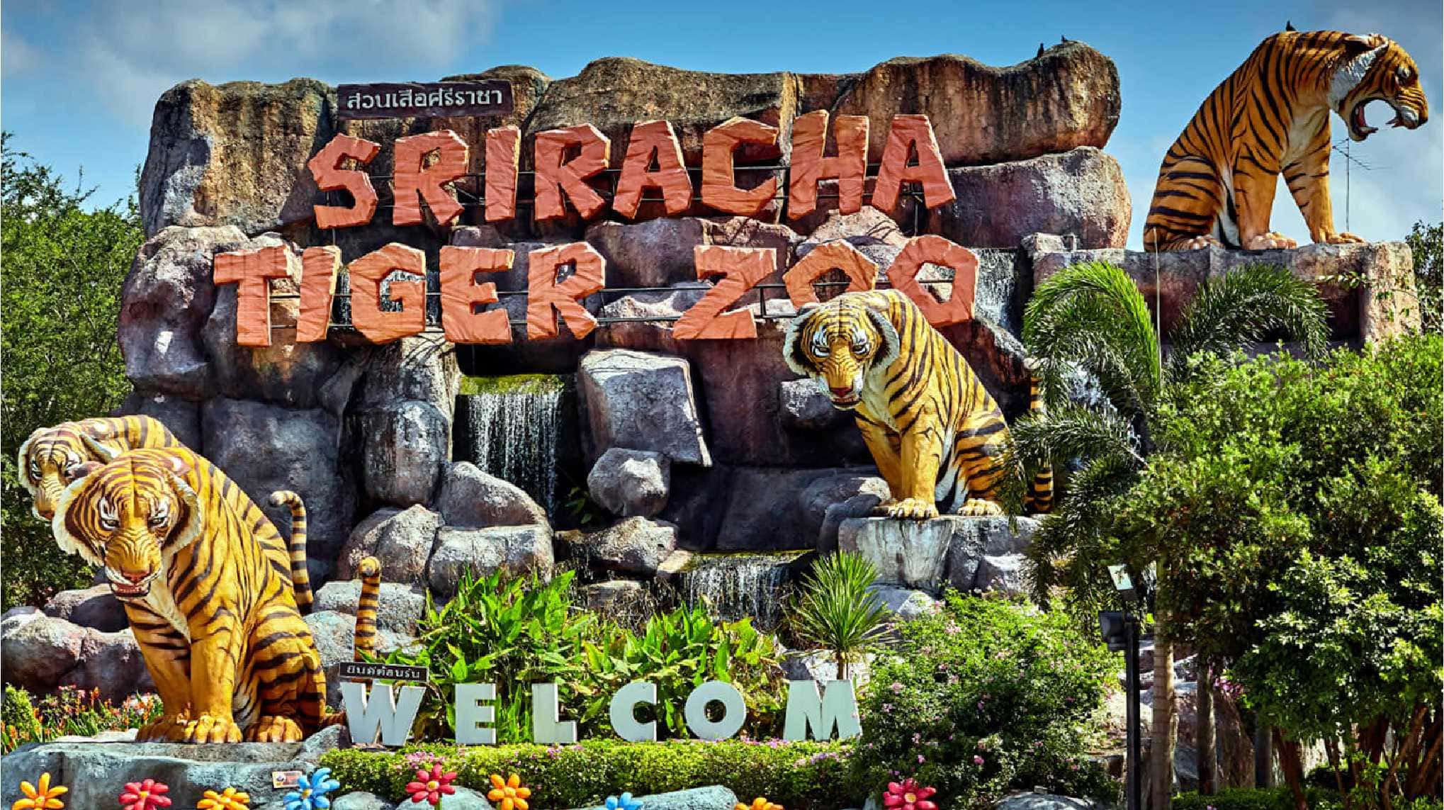Sriracha Tiger Zoo