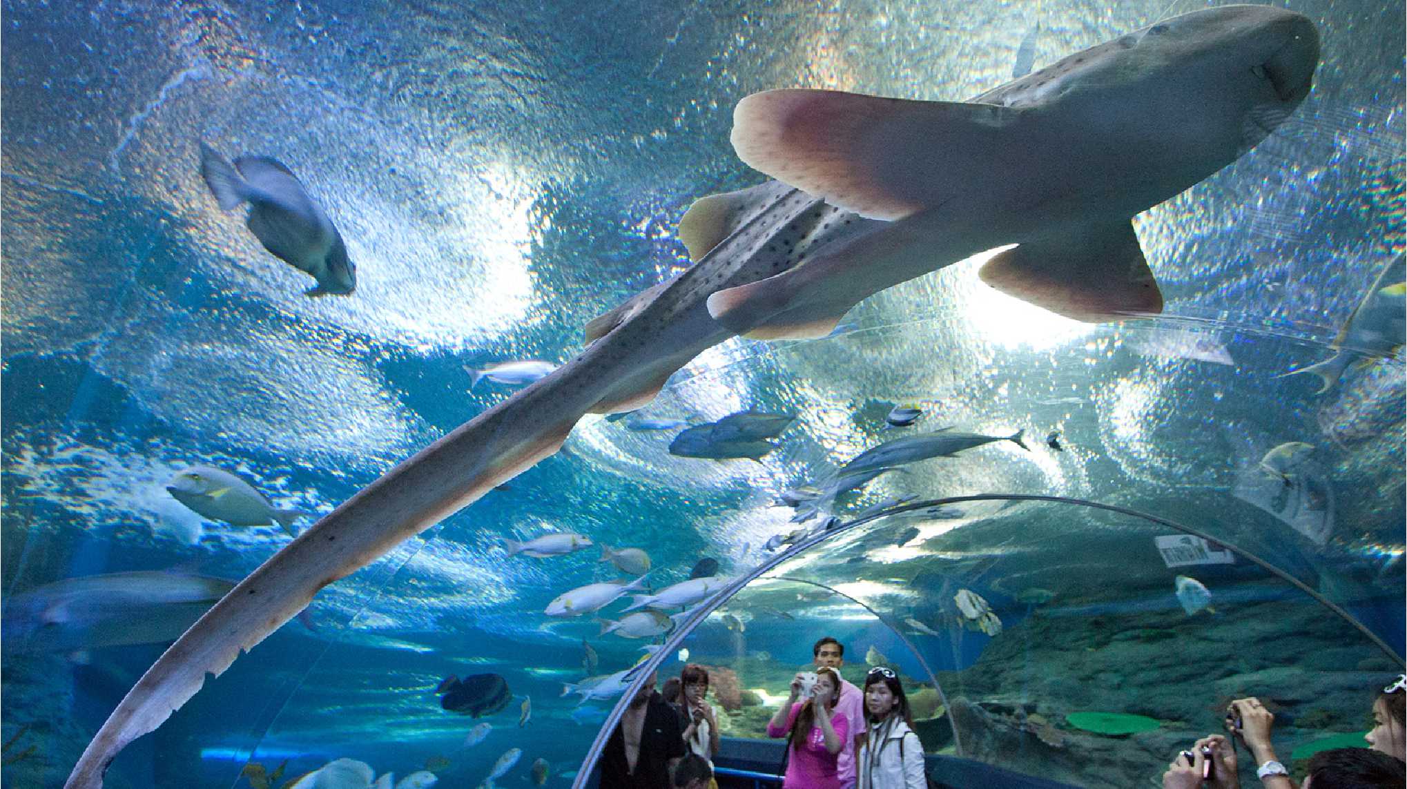 Underwater World Pattaya