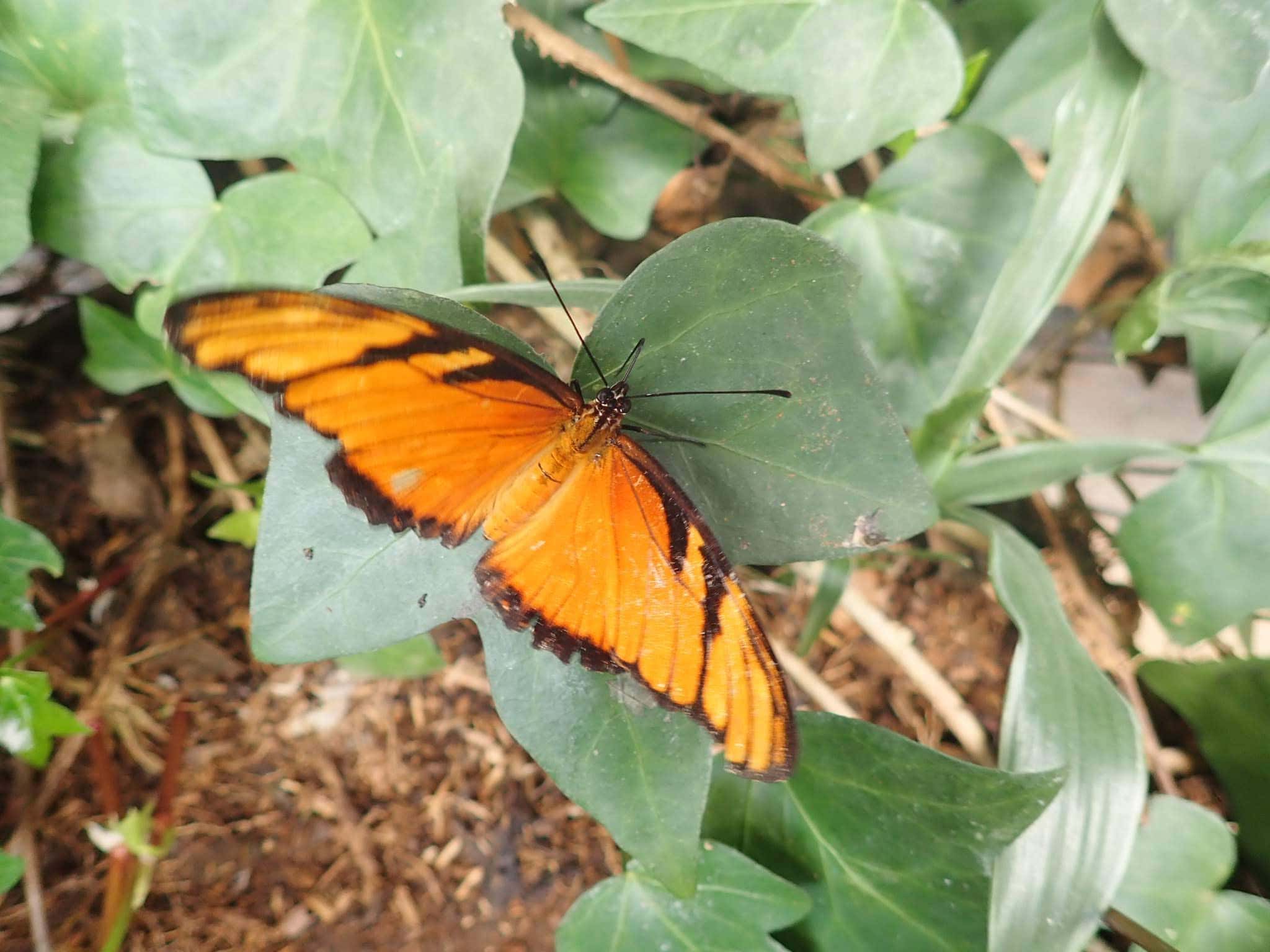 3 Wonderful Nights in Atenas, Costa Rica 21