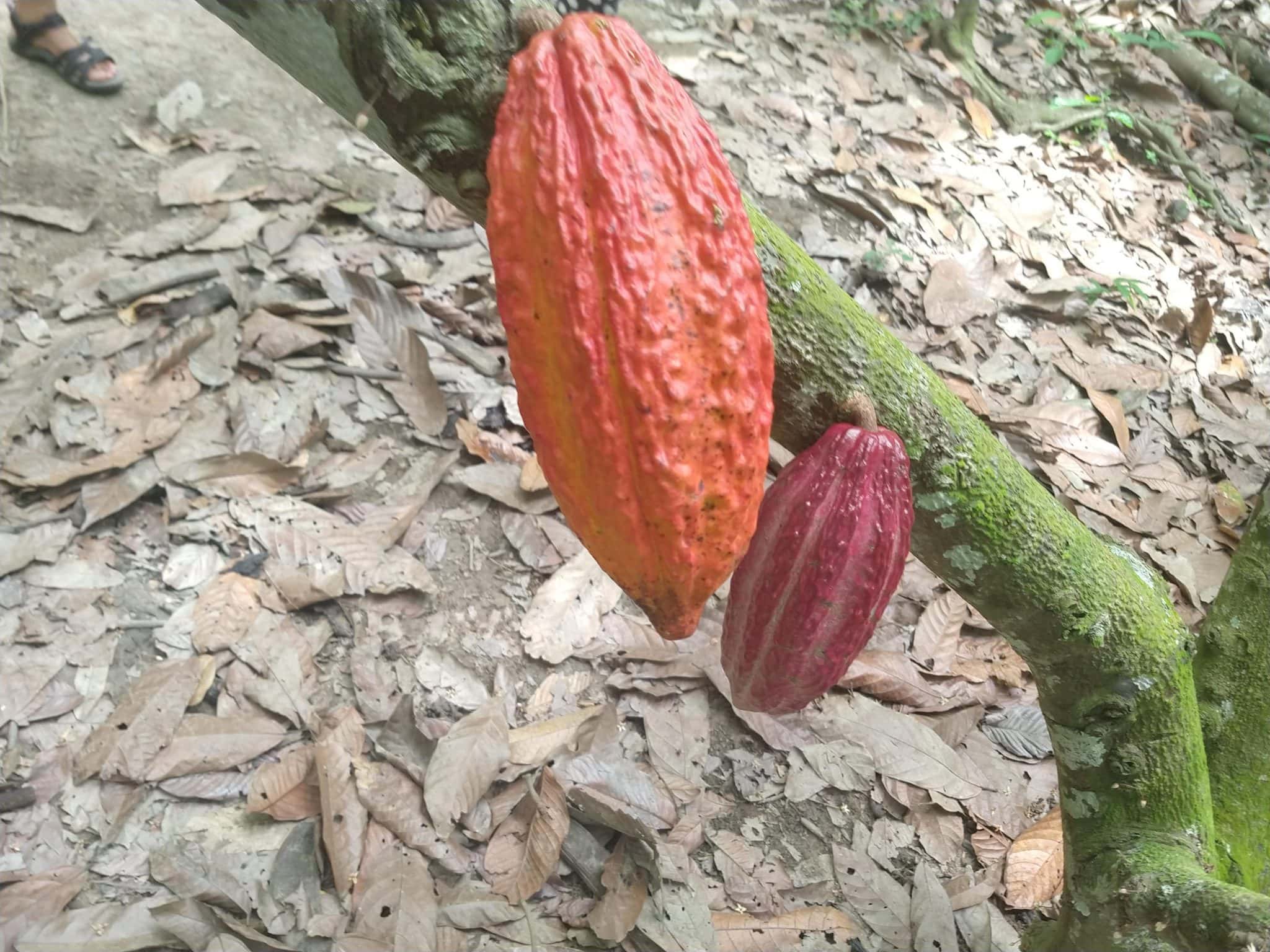 Our Marvelous stay in Bonda, Colombia 11