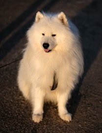 Josiah Grauso Discusses the Journey of Pet Ownership