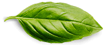 basil leaf