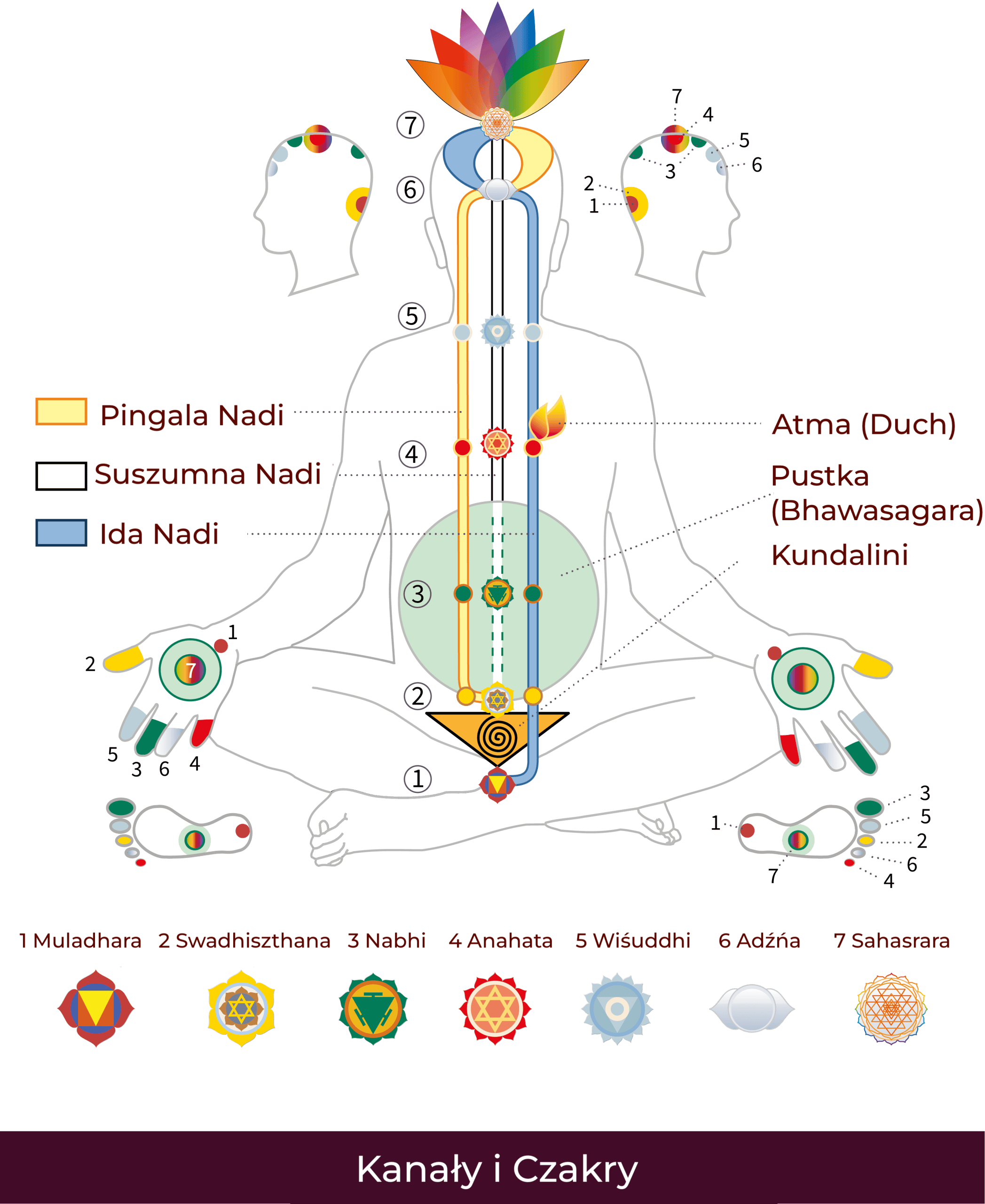 pl-Nadis_Chakras-01