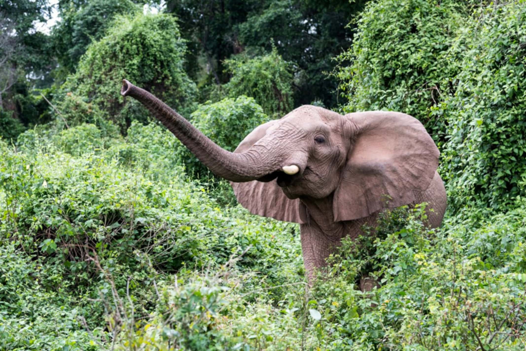 Elephant, Rubondo Island, Tanzania