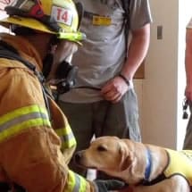 Puppy With Firefighter