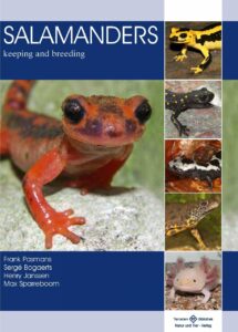 Salamanders keeping and breeding