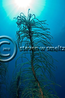 Coral Reefs (Steven W Smeltzer)