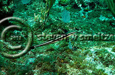 Whitefin Sharksucker, Echeneis neucratoides, Zuiew, 1789, Grand Cayman (StevenWSmeltzer.com)