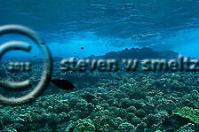 Coral Reefs (Steven W Smeltzer)