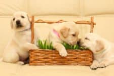 Group of adorable labrador puppies in a wicker basket