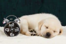 Yellow lab puppy sleeping near a black analog alarm clock