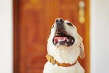 yellow lab sitting in front of a wooden door