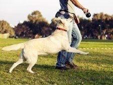 A Labrador fmix looking up and running after the chew toy her trainer is holding.