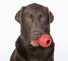 Chocolate lab with a red kong toy in mouth on white background