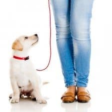 Lab puppy on leash on white background with a pair of legged jeans