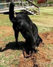 A black labrador in the middle of digging a trench in a garden