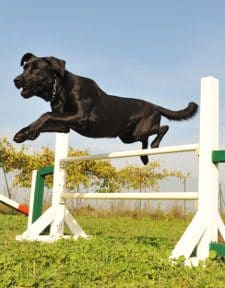 A black labrador jumping a fence during agility games