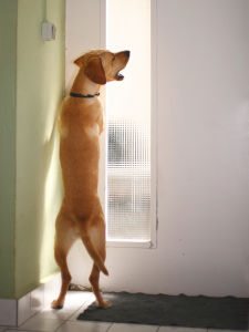 A labrador barking at a door