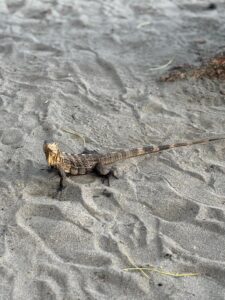 Iguana stoji na sivom pesku prekrivenom valovitim šarama