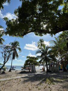 Daske za surfovanje oslonjene na palme na plaži