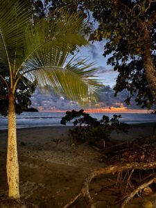 Palma se izdvaja na pozadini zalaska sunca nad okeanom