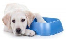 A hungry lab puppy lying beside an empty food bowl with one paw in it