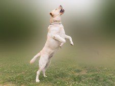 Labrador jumping in a misty field