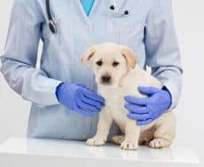 A labrador puppy being held by a vet in blue