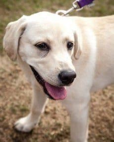 Happy Labrador Puppy Walking on a Leash