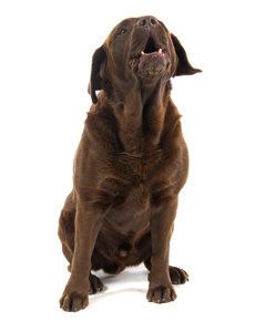 A chocolate Labrador sitting and barking