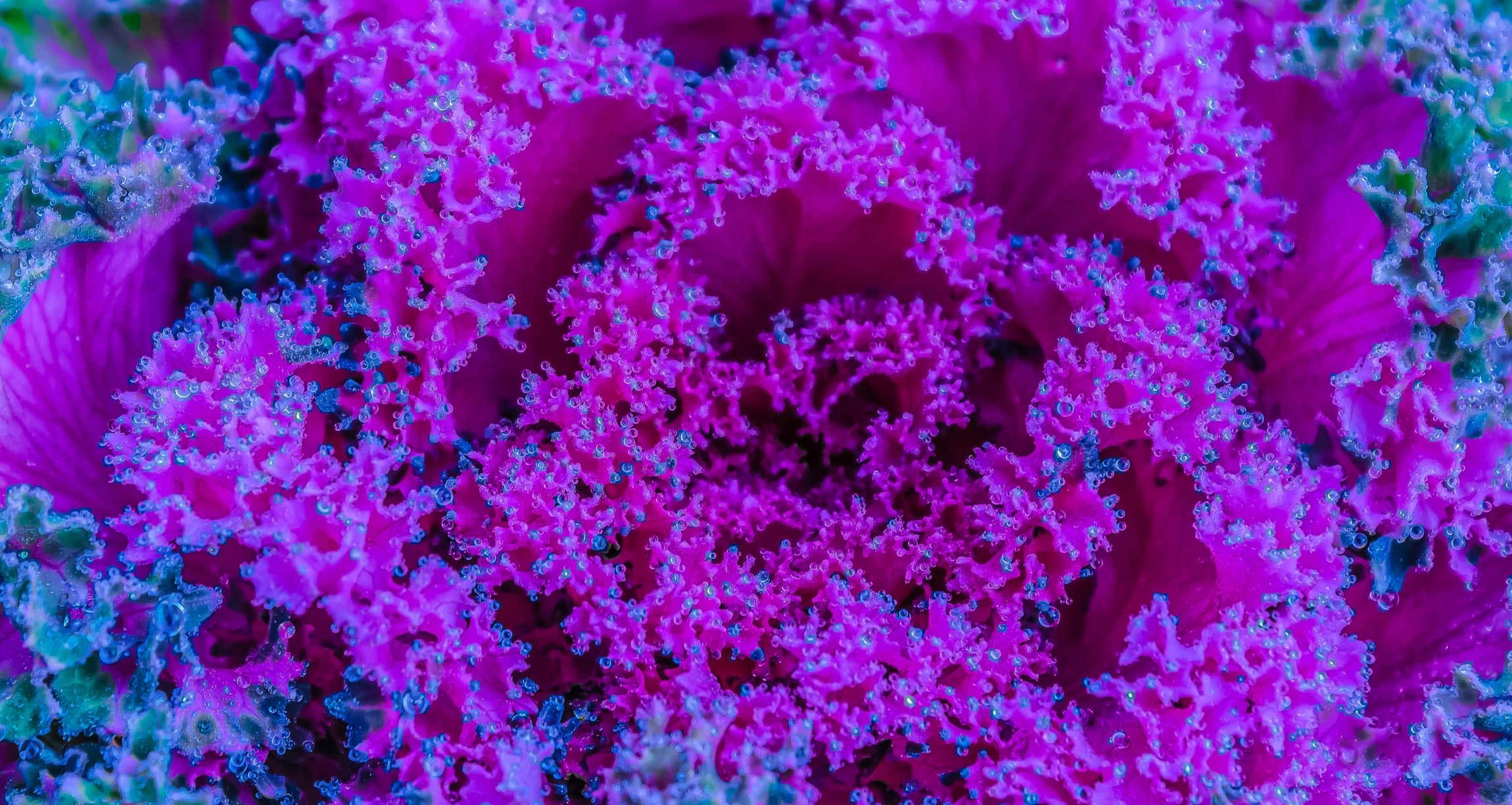 purple cruciferous vegetable