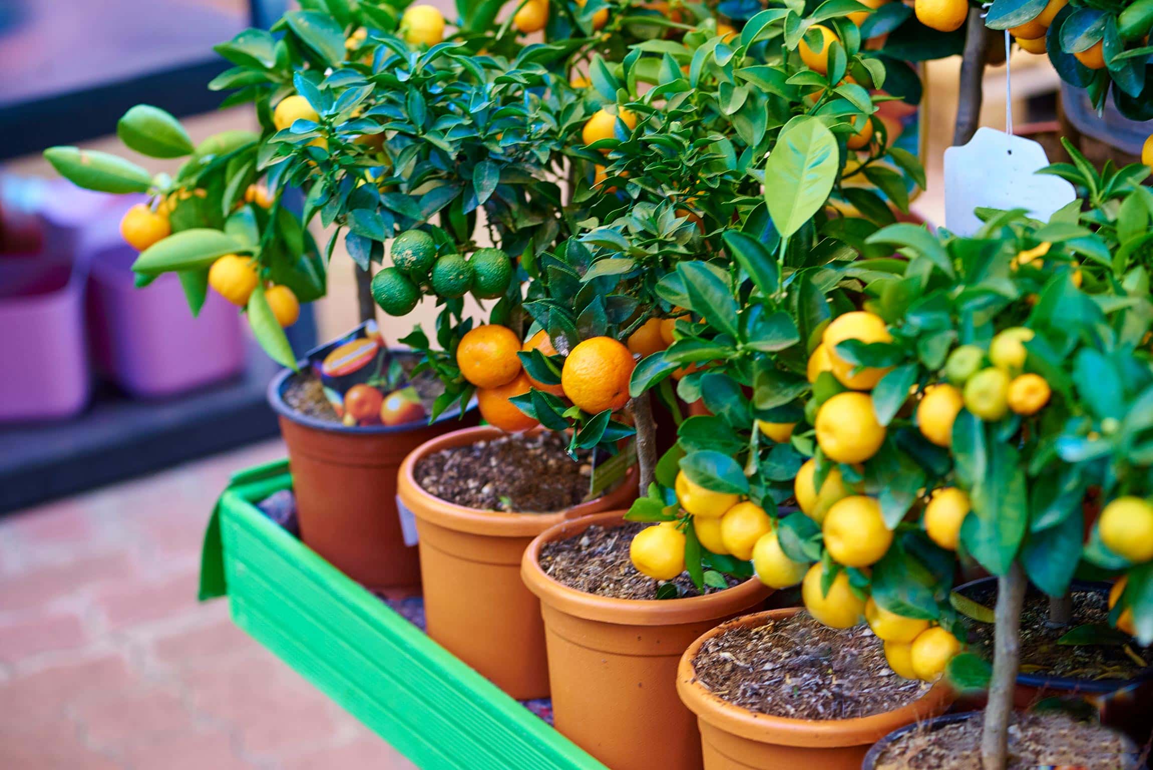 Edible landscaping around the world.
