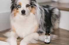 You are currently viewing CBD Treats For Dogs | Justcbdstore.com