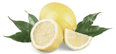 sliced fresh lemons with leaves