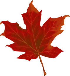 leaf, autumn, autumn leaves