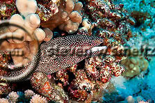 Whitemouth Moray, Gymnothorax meleagris, moray eel photos, Maui Hawaii (Steven Smeltzer)