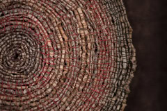 LissadeSailles-Growth-Rings-2020